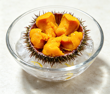 Sea Urchin