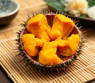 Sea Urchin